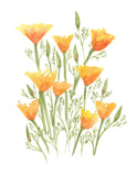 Poppy Patch- Orange California Poppies - Art Print