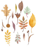 Fall Leaves and Seedpods, Autumn Colors - Art Print