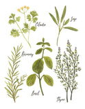 Culinary Herbs No. 1 - Giclee Art Print- Botanical Food Illustration