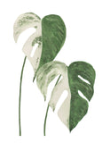 Monstera Variegata Plant Leaf- Giclee Art Print- Botanical