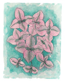 Callisia Pink Lady W/ Pink & Green Variegated Leaves Plant Leaf- Giclee Art Print- Botanical