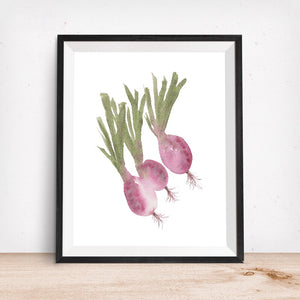 Turnips Vegetable Veggie - Giclee Art Print
