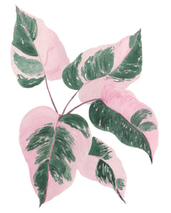 Philodendron Pink Princess Plant W/ Pink & Green Variegated Leaves -Giclee Art Print- Botanical Collection
